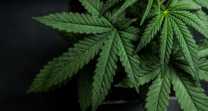 From Prohibition to Prosperity: When Cannabis Will Create Trillions In New Wealth